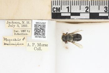 Media type: image;   Entomology 785786 Aspect: labels